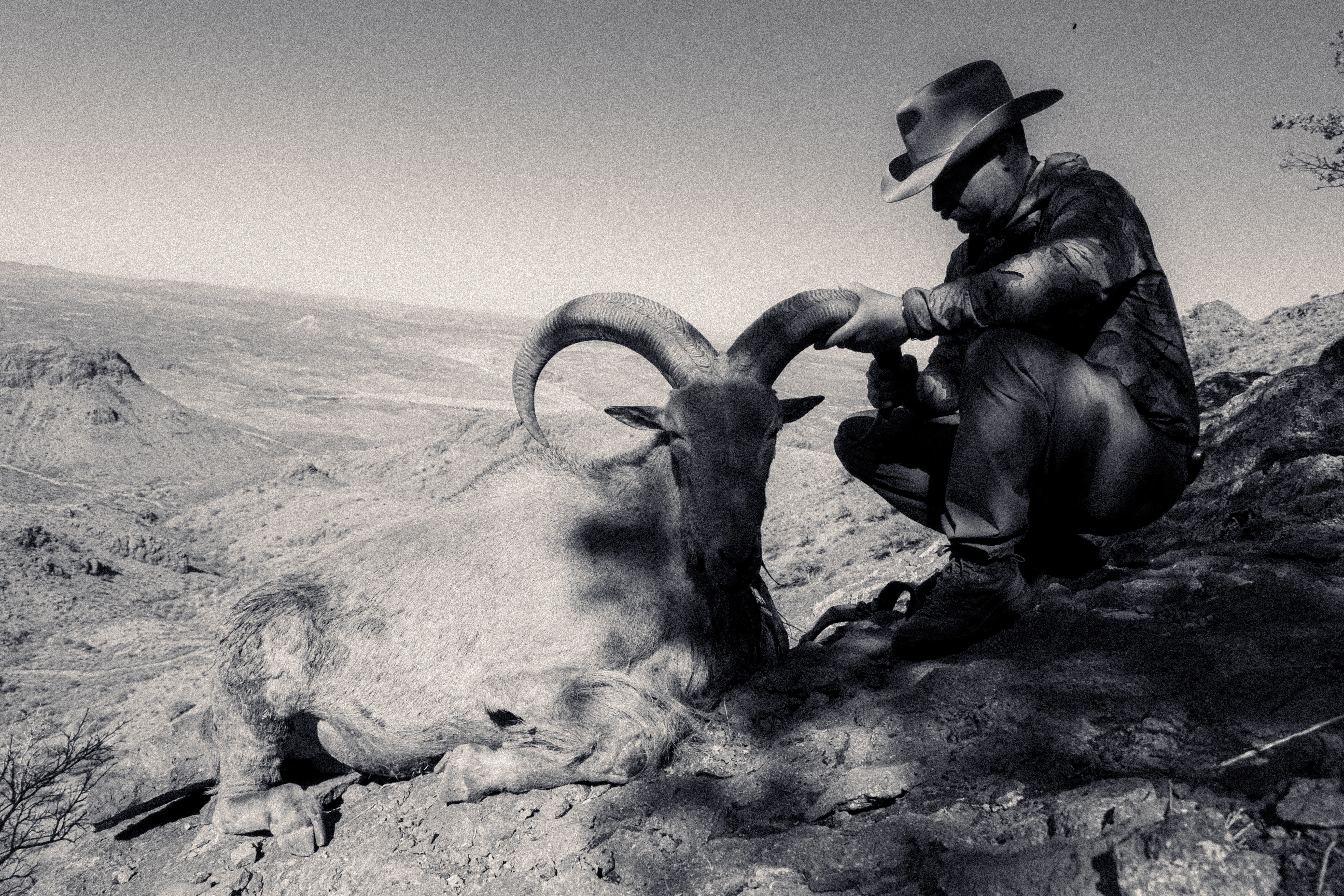Cody crouches on a rocky slope in the West Texas mountains, holding the horns of a harvested aoudad ram as the rugged landscape stretches into the distance. The black-and-white photo captures a moment of respect and reflection after the hunt.
